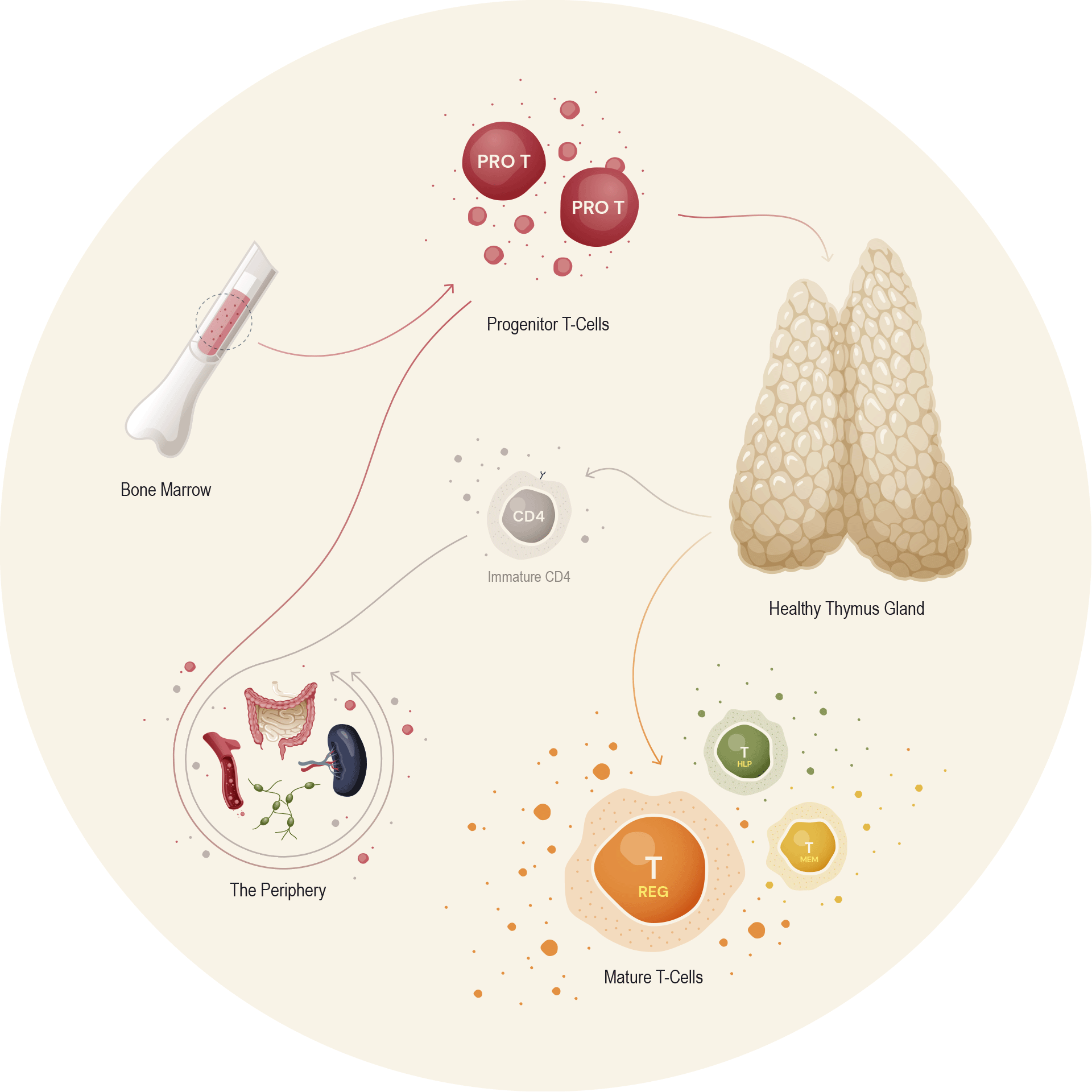 science-illustration-01.gif