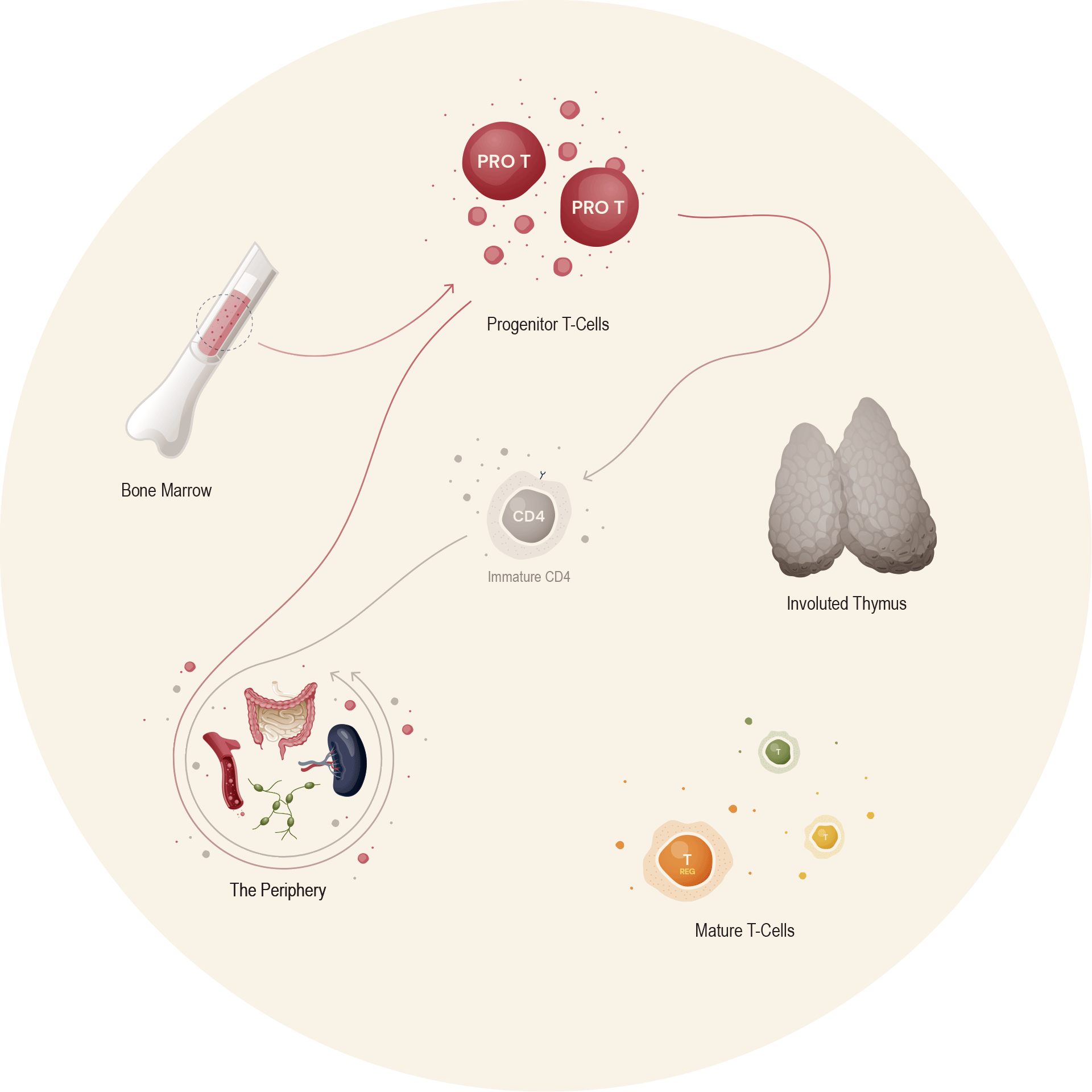 science-illustration-03.gif