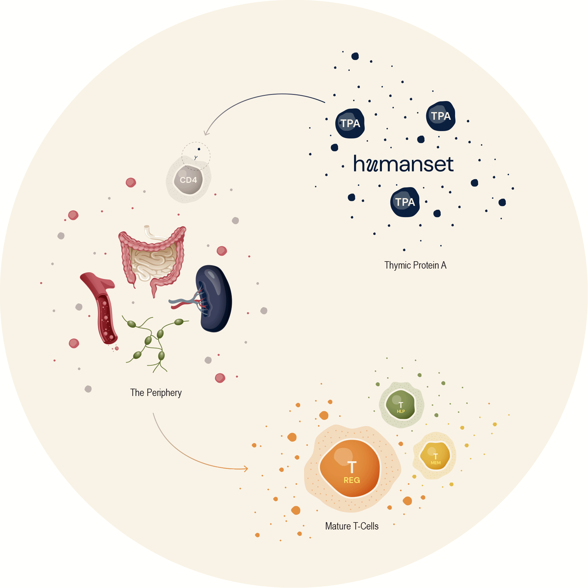 science-illustration-04.gif